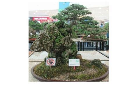  Humble Roots: Cultivating Nature and Wisdom – A Journey Through the Tranquility of Bonsai