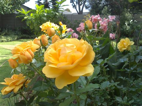 「Randfontein Rose Garden」：一朵盛放於南非大地之上的玫瑰奇觀！