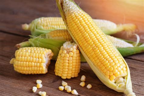  Zea Mays: A History of Maize - 播種文明的黃金之穗